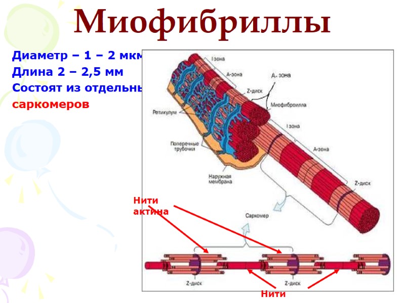 Миофибриллы Диаметр – 1 – 2 мкм Длина 2 – 2,5 мм Состоят из